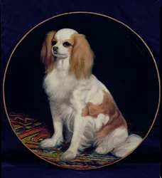 Épagneul King Charles